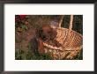 Miniature Dachshund Puppy In A Basket by Ralph Reinhold Limited Edition Print