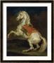 Cheval Cabre by Theodore Gericault Limited Edition Pricing Art Print