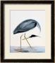 A Heron, From The Birds Of Great Britain And Their Eggs by William Lewin Limited Edition Pricing Art Print