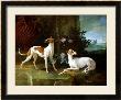 Misse And Turlu, Two Greyhounds Of Louis Xv by Jean-Baptiste Oudry Limited Edition Print