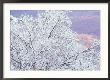 Fresh Snowfall On Birch, Burke Mountain, Vermont, Usa by Darrell Gulin Limited Edition Pricing Art Print