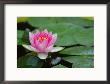 Lily Pads In Fountain At Yaddo Gardens, Saratoga Springs, New York, Usa by Lisa S. Engelbrecht Limited Edition Print