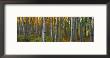 Aspen Grove, Kebler Pass, Colorado, Usa by Terry Eggers Limited Edition Print