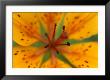 Wood Lily On Bolshoy Shantar Island by Klaus Nigge Limited Edition Pricing Art Print