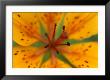 Wood Lily On Bolshoy Shantar Island by Klaus Nigge Limited Edition Print