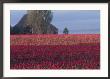 Tulip Fields And Barn, Skagit Valley, Washington, Usa by William Sutton Limited Edition Pricing Art Print