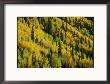 Evergreen And Quaking Aspen Trees Blanket Red Mountain In Colorado by Marc Moritsch Limited Edition Print