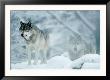 Gray Wolves Standing In Snowstorm by Lynn M. Stone Limited Edition Pricing Art Print