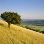 View From Box Hill, Near Dorking, Surrey, England by John Miller Limited Edition Print