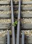 Tributes Left To The Dead At Auschwitz Second Concentration Camp At Birkenau, Poland by Robert Harding Limited Edition Print