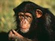Chimpanzee, Portrait Of Orphaned Juvenile 'Sophie', Sweetwater Sanctuary, Kenya by Anup Shah Limited Edition Print