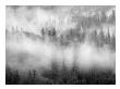 Forest Mist by Charlie Morey Limited Edition Print