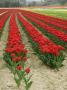 Vertical View Of A Bright Red Tulip Field In Provence, France by Stephen Sharnoff Limited Edition Print