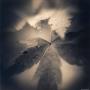Maple Leaves by Jennifer Shaw Limited Edition Print
