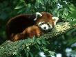Red Panda (Aka, Cat Bear), Ailurus Fulgens Native To Tempera Te Forests Himalayas by Brian Kenney Limited Edition Print