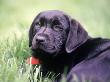 Black Labrador Retriever Puppy Sitting In Field by Frank Siteman Limited Edition Pricing Art Print