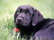 Black Labrador Retriever Puppy Sitting In Field by Frank Siteman Limited Edition Print