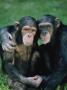 Portrait Of A Pair Of Chimpanzee by Richard Stacks Limited Edition Print