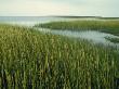 Wetlands In Chincoteague, Va by Charlie Borland Limited Edition Print