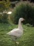 Goose by Kindra Clineff Limited Edition Print