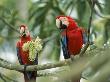 Two Macaws, Ara Macao by Erwin Nielsen Limited Edition Print
