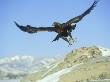 Golden Eagle, Aquila Chrysaetos Colorado by Alan And Sandy Carey Limited Edition Print