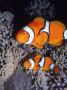 True Clownfish, Amphiprion Percula by Marian Bacon Limited Edition Print