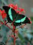 Green Banded Peacock On Clerodendrum by David Ennis Limited Edition Print