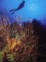 Scuba Diver And Gorgonian Coral, Bahamas by Shirley Vanderbilt Limited Edition Print