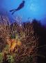 Scuba Diver And Gorgonian Coral, Bahamas by Shirley Vanderbilt Limited Edition Pricing Art Print