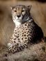 Cheetah Laying In The Grass by Robert Ginn Limited Edition Print