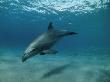 Wild Bottlenose Dolphin, Red Sea by Jeff Rotman Limited Edition Print