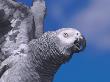 African Grey Parrot by Brian Kenney Limited Edition Print