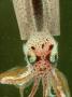 Squid Head, Cephalopoda by Oxford Scientific Limited Edition Print