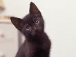 Five-Week-Old Black Kitten by Frank Siteman Limited Edition Print