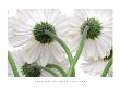 Gerbera by Barbara Bordnick Limited Edition Print