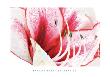 Gladioli by Barbara Bordnick Limited Edition Print