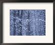 Forest In Wintertime, Flagstaff Arizona by John Burcham Limited Edition Print