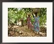 Cocoa Producing Village, Kumasi, Ghana, West Africa, Africa by Ali Mobasser Limited Edition Pricing Art Print