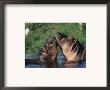 Hippos Courting, Masai Mara, Kenya by Anup Shah Limited Edition Pricing Art Print