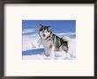 Alaskan Malamute Dog, In Snow, Usa by Lynn M. Stone Limited Edition Print