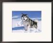 Alaskan Malamute Dog, In Snow, Usa by Lynn M. Stone Limited Edition Print
