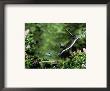 Domestic Cat Leaping At Coal Tit On Bird Bath by Jane Burton Limited Edition Print