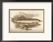 Sturgeon by A.F. Lydon Limited Edition Pricing Art Print