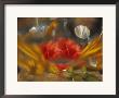Abstract Of Daylily And Begonia In Vase, Minnesota, Usa by Richard Hamilton Smith Limited Edition Print