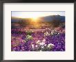 Sand Verbena And Dune Primrose Wildflowers At Sunset, Anza-Borrego Desert State Park, California by Christopher Talbot Frank Limited Edition Print