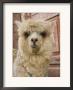 Llama, Cuzco, Peru by John & Lisa Merrill Limited Edition Print