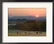 Horses Graze At Sunrise, Provence, France by Jim Zuckerman Limited Edition Print