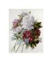 Bouquet Of Red, Pink And White Peonies by Pierre-Joseph Redoute Limited Edition Print