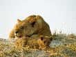 A Lioness And Her 3-Month-Old Cub Relax On A Termite Mound by Beverly Joubert Limited Edition Print